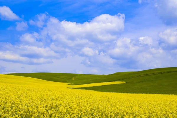 Ένα Αχανές Κίτρινο Λιβάδι Αγριολούλουδα Και Γαλάζιο Ουρανό Από Πάνω — Φωτογραφία Αρχείου