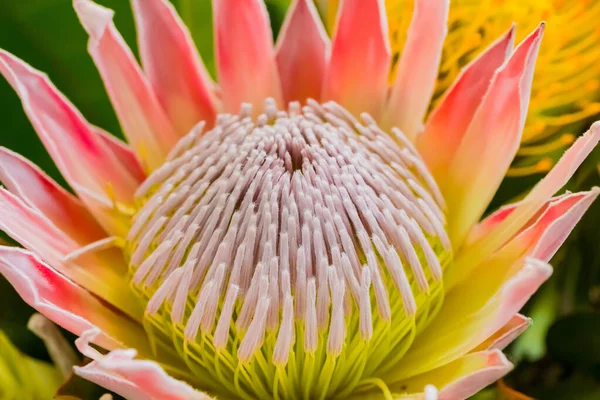 Egy Közeli Felvétel Gyönyörű Király Protea Fynbos Virágok Tóban — Stock Fotó