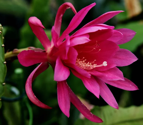 Крупним Планом Квітуча Рожева Квітка Зеленій — стокове фото