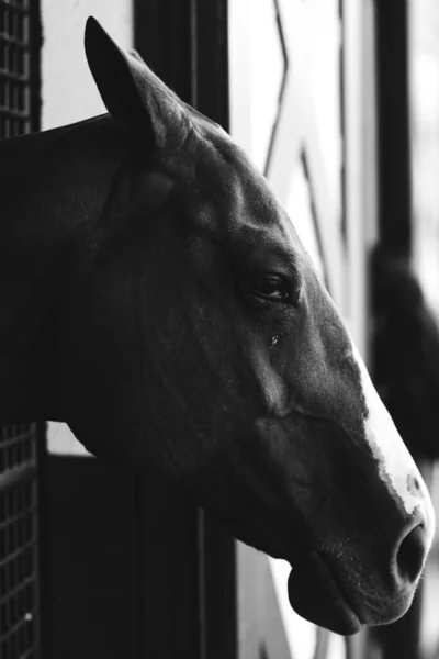 Close Escala Cinza Uma Cabeça Cavalo — Fotografia de Stock