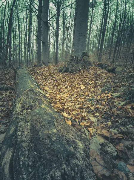 Krásný Les Kmeny Stromů Suchými Listy — Stock fotografie