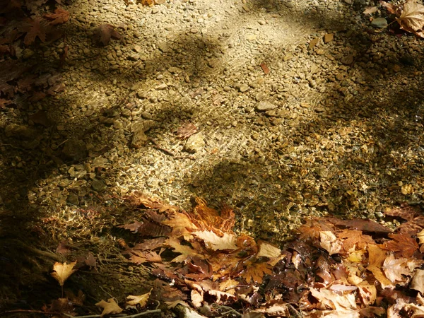 Tiro Ângulo Alto Folhas Outono Secadas Uma Superfície Água Abaixo — Fotografia de Stock