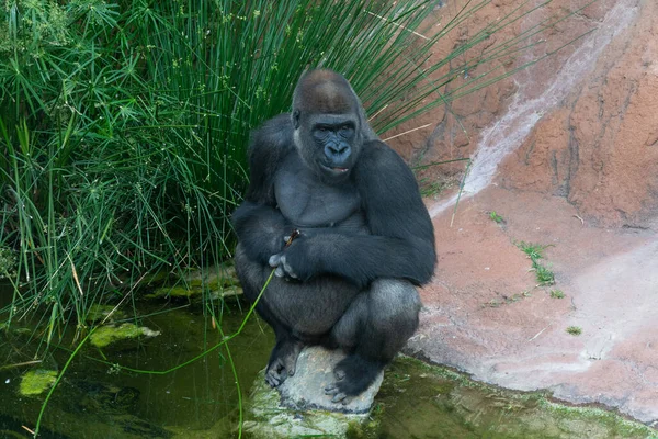 Priveliște Unei Gorile Așezate Stâncă Grădina Zoologică — Fotografie, imagine de stoc