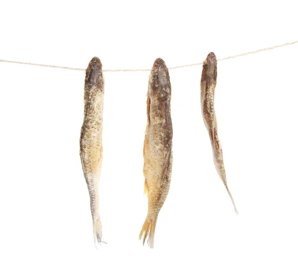 Een Close Shot Van Gedroogde Vis Opknoping Een Touw — Stockfoto