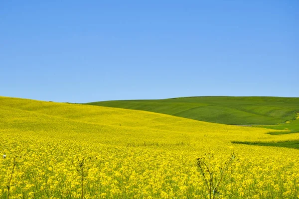 Paisaje Campo Colza Amarilla Con Flores Canola Bajo Cielo Azul —  Fotos de Stock