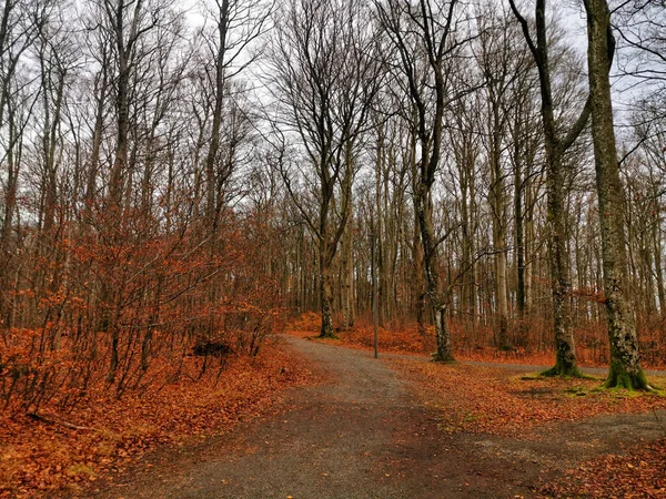 ノルウェーのラヴリックの森の木々は 秋の間に地面に赤い葉で捉えられました — ストック写真