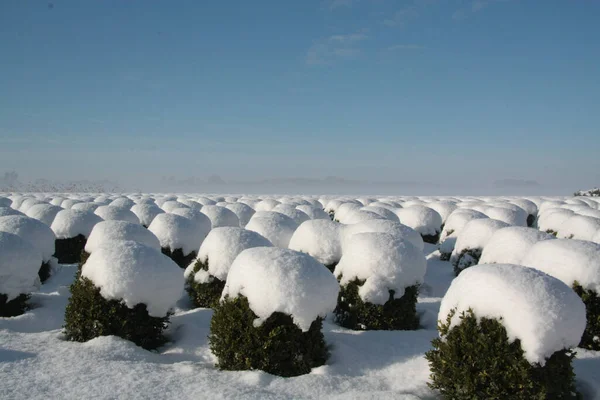 Uma Bela Paisagem Inverno Com Linhas Arbustos Cobertas Neve Brabant — Fotografia de Stock