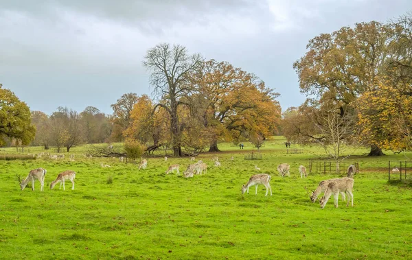 秋のアッティンガム公園で鹿の放牧の群れの目のレベルのショット シュルーズベリー — ストック写真