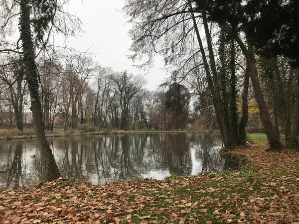 낙엽과 나무들로 둘러싸인 물웅덩이 — 스톡 사진