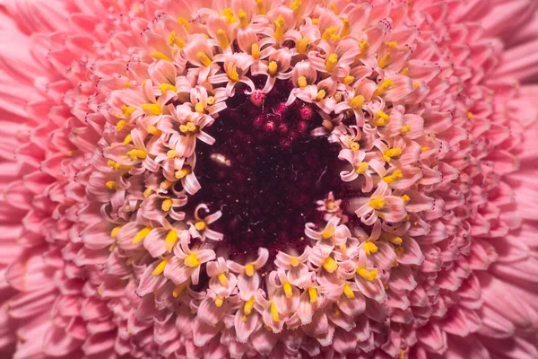 ピンク色の花の上からの眺め — ストック写真