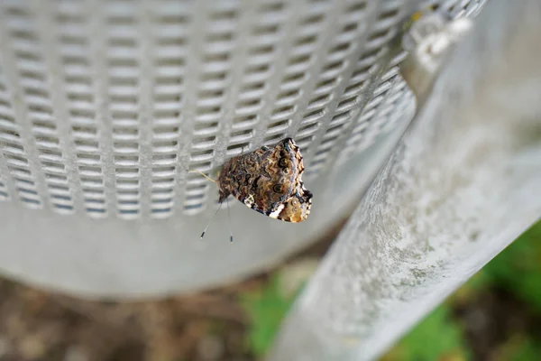 Pohled Shora Makro Záběr Motýla Sedícího Plastovém Pletivu Připevněném Tyči — Stock fotografie