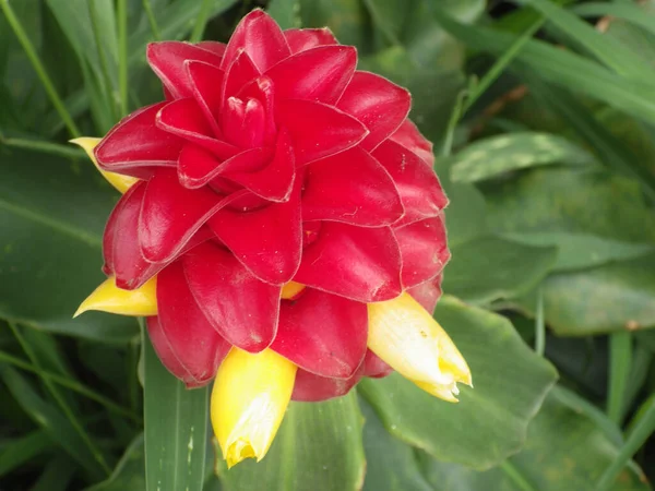 Primer Plano Una Hermosa Flor — Foto de Stock