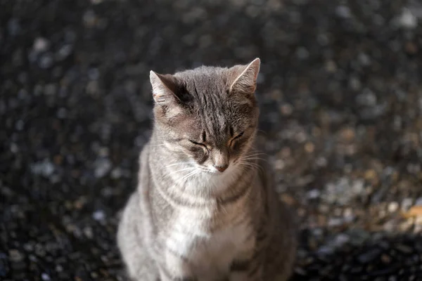 一只漂亮可爱的灰色猫坐在地上的特写镜头 — 图库照片