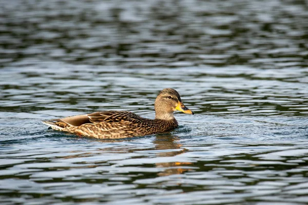 Beautiful Mallard Duck Water George Reifel Bird Sanctuary Delta Canada — Stock Photo, Image
