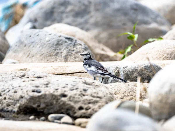 Focus Selettivo Una Coda Bianca Motacilla Alba Appollaiata Sulla Pietra — Foto Stock