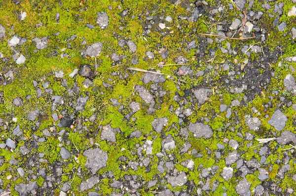 Селективный Снимок Зеленого Мха Твердом Асфальте — стоковое фото