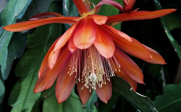 Közelkép Egy Virágzó Epiphyllum Virágról Növényzetben — Stock Fotó