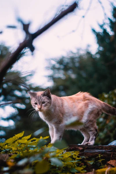 Tiro Foco Seletivo Gato Gengibre Fofo Observando Natureza Outono Madeira — Fotografia de Stock