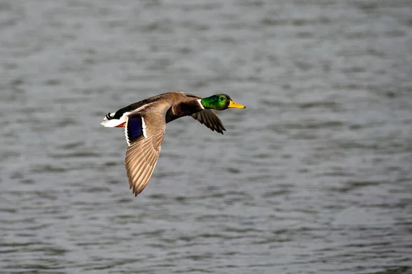 Μια Πάπια Mallard Που Πετάει Πάνω Από Λίμνη — Φωτογραφία Αρχείου