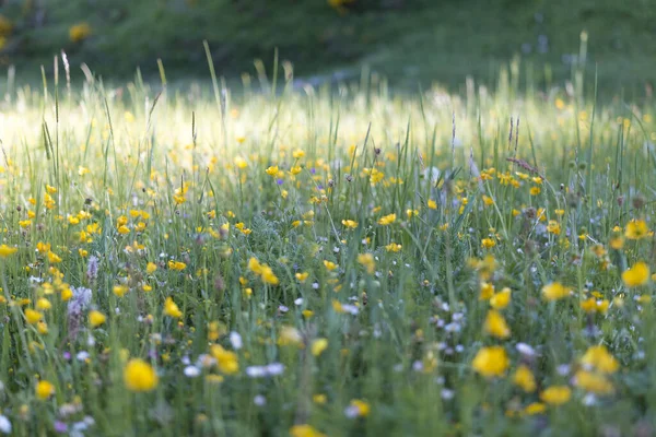 Eine Selektive Fokusaufnahme Gelber Wildblumen Auf Dem Feld — Stockfoto