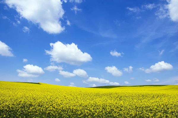 Ein Riesiges Gelbes Feld Mit Wildblumen Und Blauem Himmel Darüber — Stockfoto