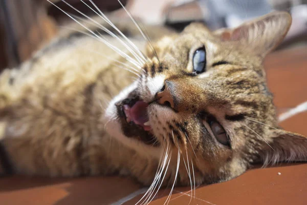 Close Gato Com Raiva Mentindo Olhando Para Câmera — Fotografia de Stock