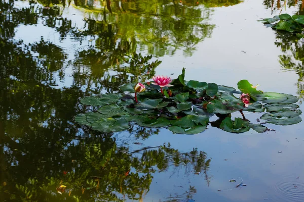 Calma Acqua Stagno Riflettente Con Foglie Pad Giglio Acqua Fiore — Foto Stock