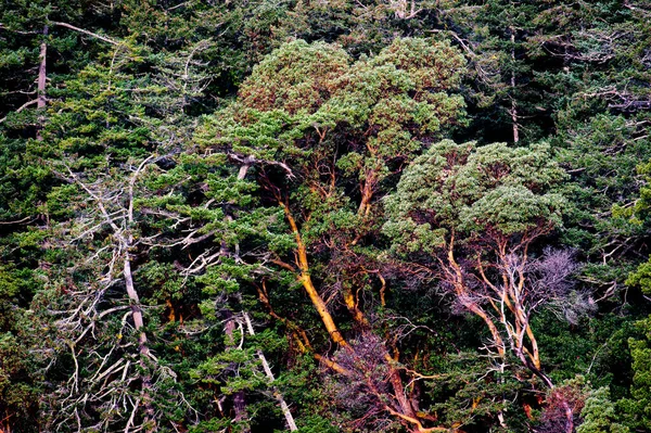 Prachtige Herfstkleuren Bij Esquimalt Lagoon Victoria Canada — Stockfoto