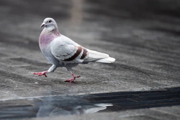 Eine Selektive Fokusaufnahme Einer Taube Auf Einem Bürgersteig — Stockfoto