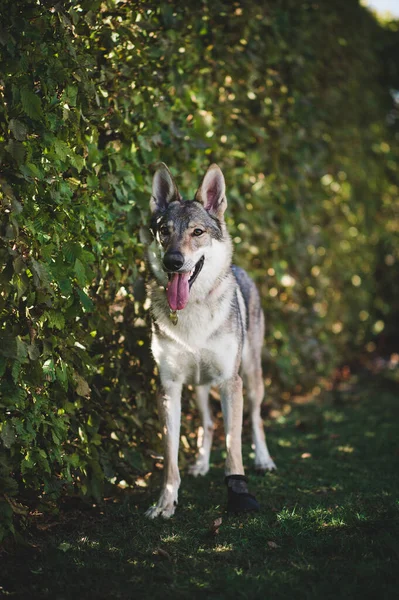 Bahçede Duran Kurt Köpeklerinin Dikey Görüntüsü — Stok fotoğraf