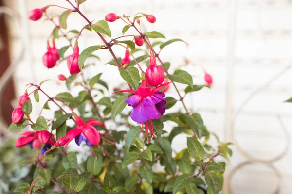 Gros Plan Délicat Beau Buisson Fleurs Fuchsia Fleur — Photo