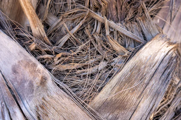 Egy Közeli Felvétel Texturált Fából — Stock Fotó