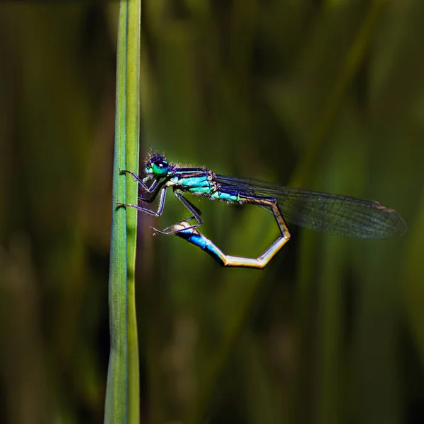 Eine Selektive Fokusaufnahme Einer Libelle Auf Einem Gras — Stockfoto