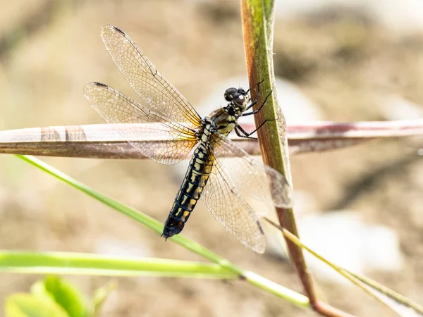 Selective Focus Shot Wide Bellied Skimmer Dragonfly — Stock Photo, Image