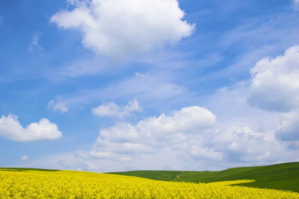 Огромное Желтое Поле Цветами Канолы Голубым Небом Над Ним — стоковое фото