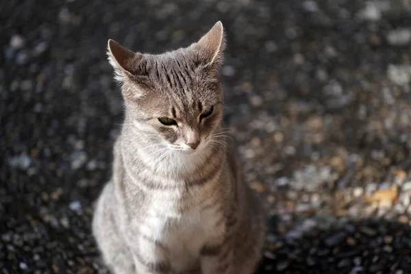 사랑스럽고 아름다운 길잃은 고양이의 — 스톡 사진