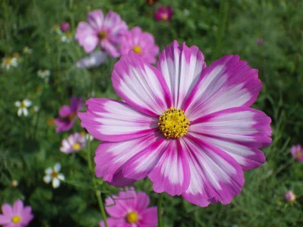 Selektywne Ujęcie Ostrości Białego Fioletowego Kwiatu Kosmosu Kwitnącego Ogrodzie — Zdjęcie stockowe