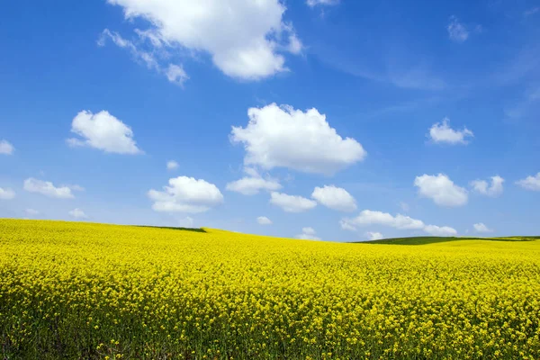 Огромное Желтое Поле Полевыми Цветами Голубым Небом Над Ним — стоковое фото
