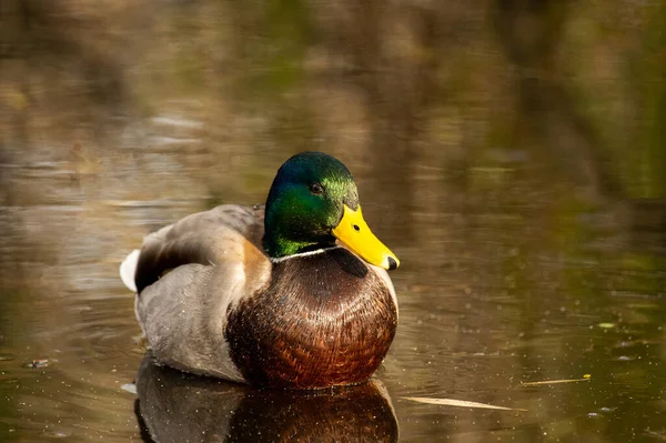 Hermoso Ánade Real Agua Esquimalt Lagoon Bird Sanctuary Delta Canadá —  Fotos de Stock