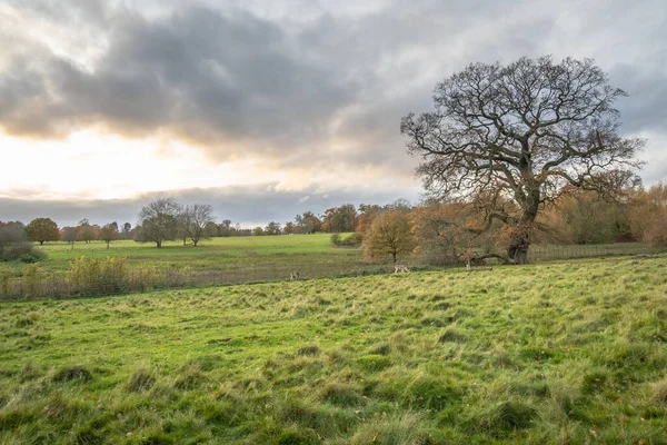 Eine Verregnete Wolkenlandschaft Über Einem Herbstfeld Attingham Park Shrewsbury — Stockfoto