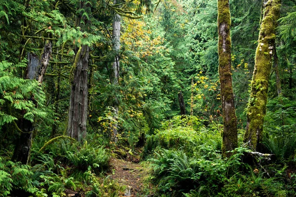 Beautiful Dense Forest Sooke Vancouver Island Canada — Stock Photo, Image