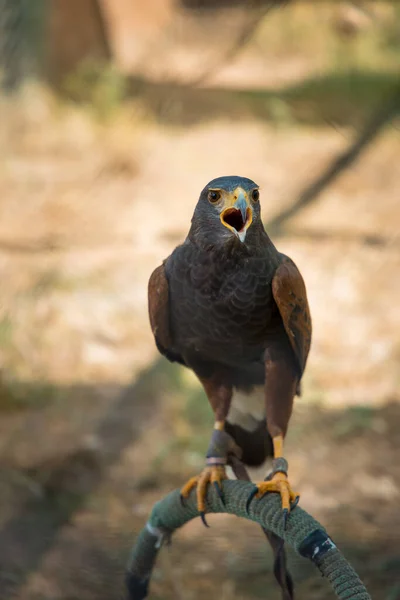 Una Messa Fuoco Verticale Selettiva Falco Appollaiato Spagna — Foto Stock
