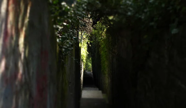 Wąska Ścieżka Zielonymi Trawiastymi Ścianami — Zdjęcie stockowe