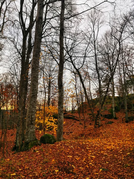 Plan Vertical Des Arbres Dans Une Forêt Lavrik Norvège Capturé — Photo