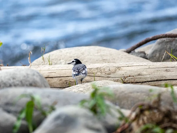 Kameni Sedí Selektivní Snímek Bílého Ocasu Motacilla Alba — Stock fotografie