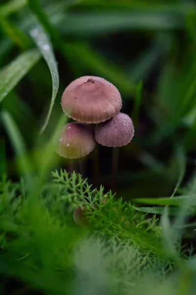 Tiro Seletivo Foco Pequenos Cogumelos Selvagens Que Crescem Uma Floresta — Fotografia de Stock