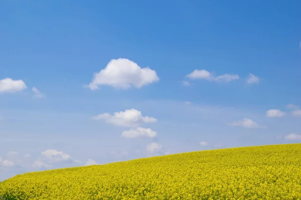 Eine Landschaft Aus Gelben Rapsfeldern Mit Rapsblüten Unter Blauem Himmel — Stockfoto