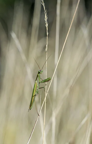 Eine Vertikale Aufnahme Einer Grünen Europäischen Gottesanbeterin — Stockfoto