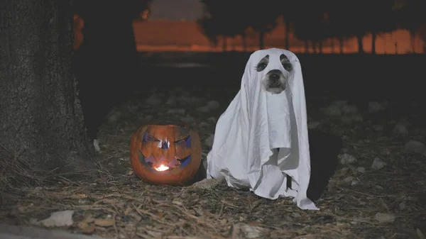 Primer Plano Jack Linterna Perro Disfraz Fantasma Campo Concepto Halloween —  Fotos de Stock
