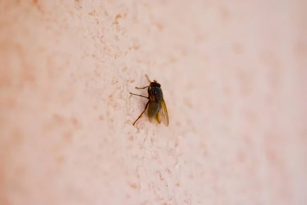 Plan Macro Une Mouche Dans Mur — Photo